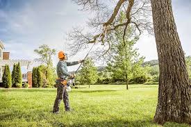 How Our Tree Care Process Works  in  Clermont, GA